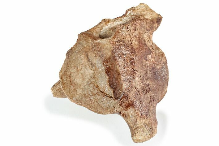 Fossil Plesiosaur Vertebra - Asfla, Morocco #241036